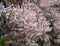 Tamarix Flowers, Pink Tamarisk Closeup, Flowering Tree Salt Cedar Tree, Taray Macro Photo