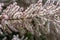 Tamarix Flowers, Pink Tamarisk Closeup, Flowering Tree Salt Cedar Tree, Taray Macro Photo