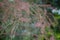 Tamarix parviflora blooms pink in the garden in May. Berlin, Germany