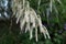 Tamarix ramosissima trees with white flowers in the park