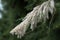 Tamarix ramosissima trees with white flowers in the park