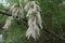 Tamarix ramosissima trees with white flowers in the park