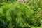 Tamarix tetrandra or Four Stamen Tamarisk with delicate soft very fine foliagevery.