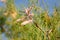 Tamarix tree branch with pink flowers