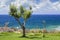 Tamarix trees and Mediterranean sea on a background. Crete