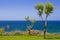 Tamarix trees and Mediterranean sea on a background. Crete