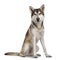 Tamaskan wolf dog on white background