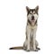 Tamaskan wolf dog on white background