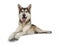 Tamaskan wolf dog on white background