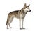 Tamaskan wolf dog on white background