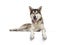 Tamaskan wolf dog on white background