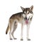 Tamaskan wolf dog on white background