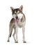 Tamaskan wolf dog on white background