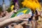 Tambourine player on samba parade