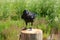 Tame black crow sitting on a wooden post in the background lit by the summer sun green vegetation and grass.