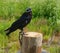 Tame black crow sitting on a wooden post in the background lit by the summer sun green vegetation and grass.