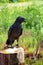 Tame black crow sitting on a wooden post in the background lit by the summer sun green vegetation and grass.