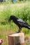 Tame black crow sitting on a wooden post in the background lit by the summer sun green vegetation and grass.