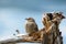 Tame brown bird perched on driftwood.