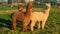 Tame brown and white alpacas standing together on a farm