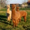 Tame brown and white alpacas standing together on a farm