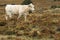 Tame bull pacing on a prairie