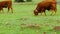 Tame cattle bulls with brown hair grazing in the green meadow of Andalusia