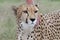 Tame Cheetah