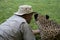 Tame cheetah getting very close