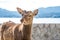 Tame deer resting on the streets of Miyajima Island Itsukushima