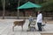 Tame deer and snack vendor in Nara Park, Japan