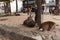 Tame deer on the streets of Miyajima (Itsukushima) in Japan