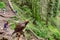 Tame eagle for filming with tourists