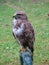 Tame falcon trained to hunt