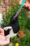 A tame Magpie or Pica Pica is sitting on a human hand and gets an ifusion with water.