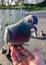 Tame pigeon being fed by hand at Apex Park, Burnham-on-Sea