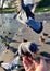 Tame pigeon being fed by hand at Apex Park, Burnham-on-Sea