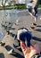 Tame pigeon being fed by hand at Apex Park, Burnham-on-Sea