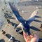 Tame pigeon being fed by hand at Apex Park, Burnham-on-Sea