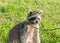 A tame Raccoon sitting on a meadow.