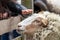 Tame sheep enjoys a pet from visitors of the petting zoo on a farmyard and is outdoor fun on countryside for family and children