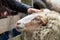 Tame sheep enjoys a pet from visitors of the petting zoo on a farmyard and is outdoor fun on countryside for family and children
