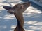 Tame Sika deer at Itsukushima island, Japan