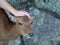 Tame Sika deer at Itsukushima island, Japan
