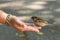 A tame sparrow eat crumble bread from the hand