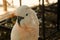 Tame white parrot with black beak