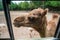 Tamed cute camel at window begging for food at tropical zoo
