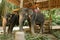 Tamed cute elephants with saddle standing at zoo.