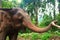 Tamed Elephant in jungle deep forest for Tourism