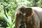 Tamed Elephant in jungle deep forest for Tourism